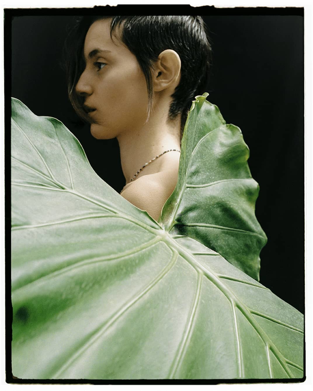 Inspiracional Aristocrazy
